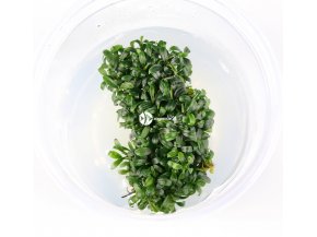 IN-VITRO BUCEPHALANDRA FAKE CATHERINAE Kubek 5cm - Uprawa In Vitro